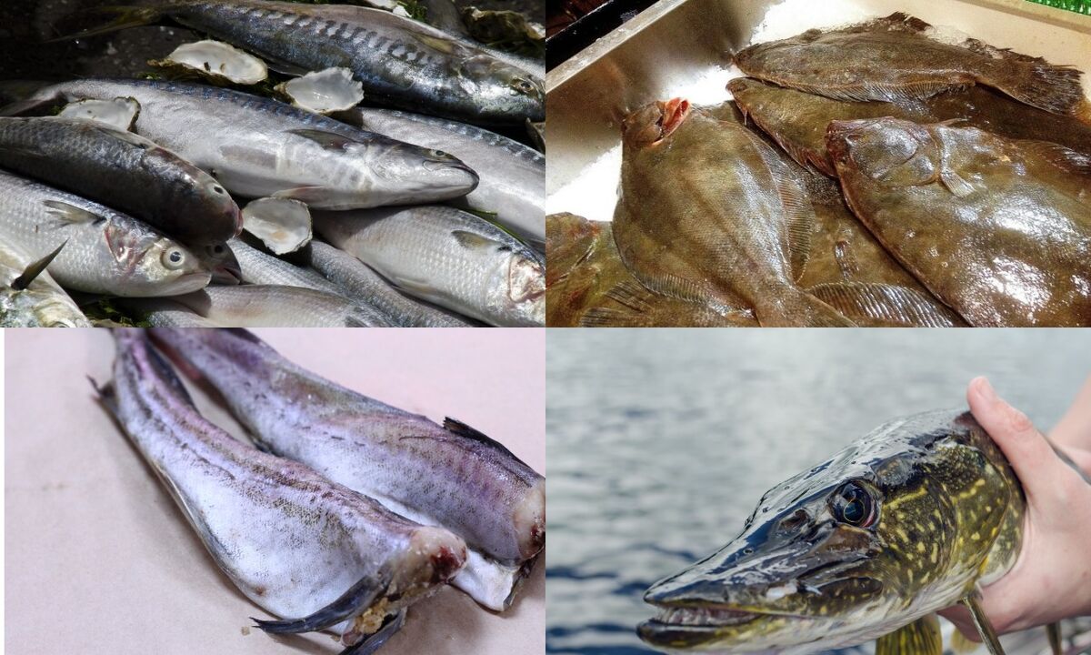 kalastaa